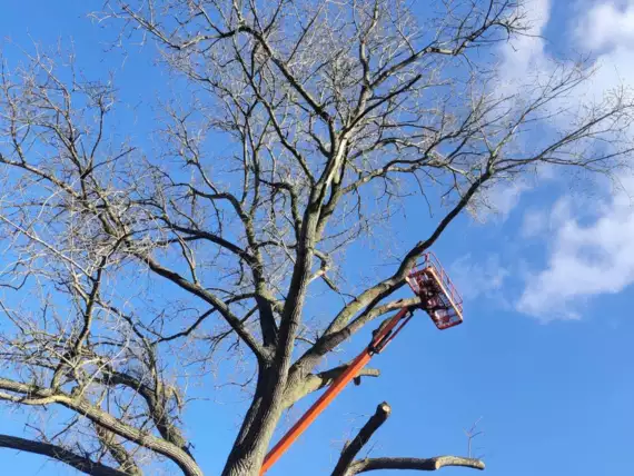 03C321AD-4ED6-4848-A54A-68EF37CF8FE2 - Élagage et abattage d’arbres